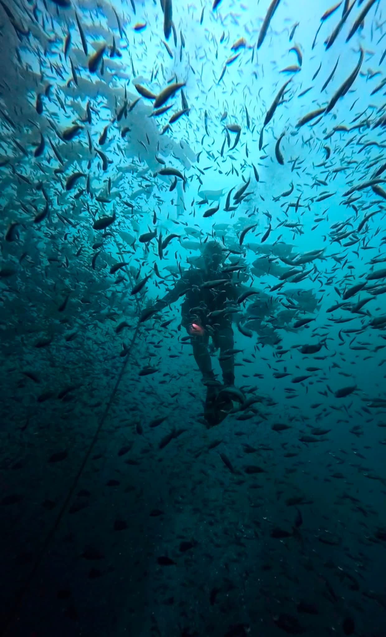 Surrounded by Marine Life
